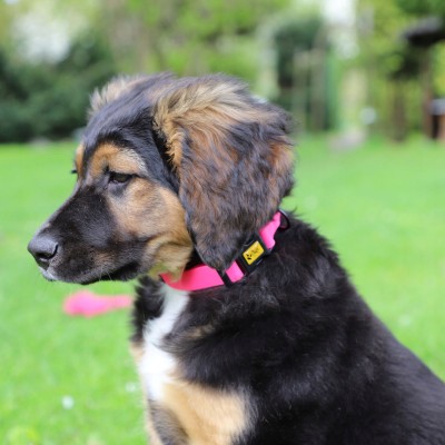 DINGO obroża regulowana FLEX HONEY 1,6x35 cm różowa