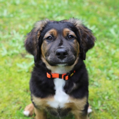 DINGO obroża regulowana FLEX HONEY 2,0x 55cm pomarańczowa