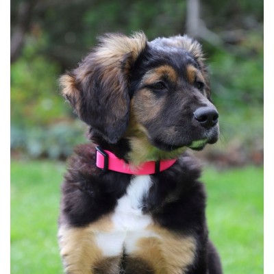 DINGO obroża regulowana FLEX HONEY 2,0x45cm zielona