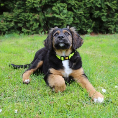 DINGO obroża regulowana FLEX HONEY 2,0x45cm żólta