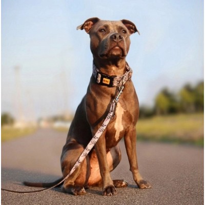 DINGO obroża regulowana GEORGIA 4,0x75cm