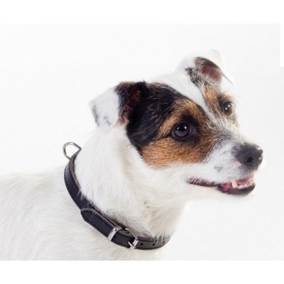 DINGO obroża skórzana 1,8x50cm czarna