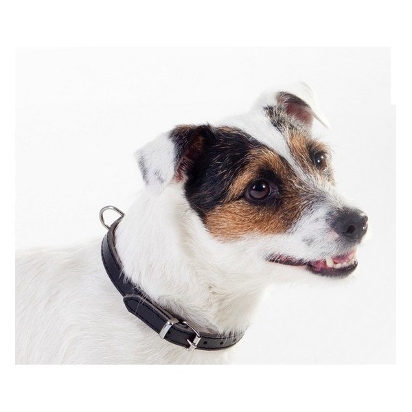 DINGO obroża skórzana 1,8x50cm czarna