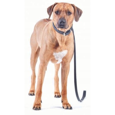 DINGO obroża skórzana 1,8x50cm czarna