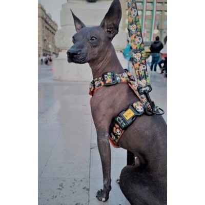 DINGO smycz przyczepiana CHIPAS 2,0X220CM