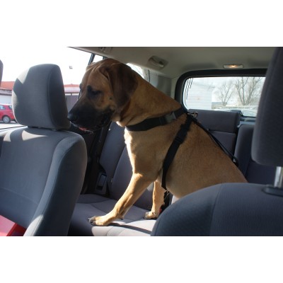 DINGO szelki bezpieczeństwa do samochodu dla psa #M