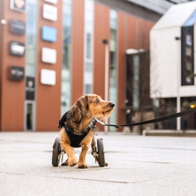 DINGO szelki bezuciskowe z dwupaskową regulacją #S czarne