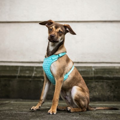 DINGO szelki bezuciskowe z dwupaskową regulacją #S miętowe