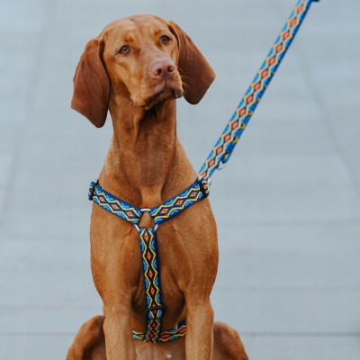 DINGO szelki dwupaskowe guard-winnetou #L niebieskie