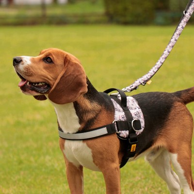 Dingo szelki dla psa Georgia rozmiar 4a