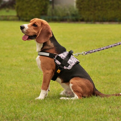 Dingo szelki dla psa Georgia rozmiar 4a