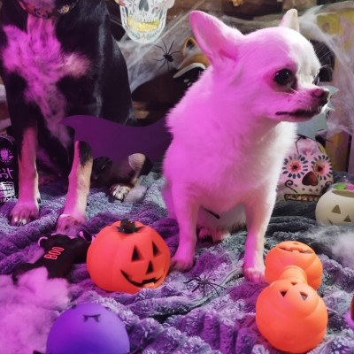 DINGO zabawka dla psa hantel dynia 17cm