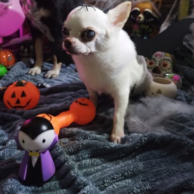 DINGO zabawka dla psa hantel dynia 17cm