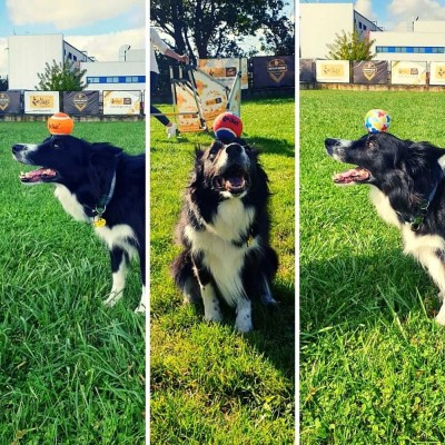 DINGO zabawka dla psa piłka tenisowa 6,5cm