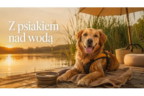Lato z psem nad wodą – bezpieczeństwo i komfort | Sklep Zoologiczny