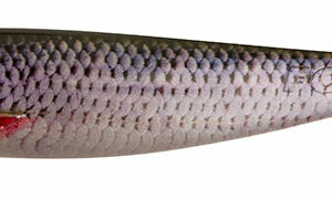 Fox Rage Guma Pro Shad 14cm 5.5 SN Roach - obrazek 1