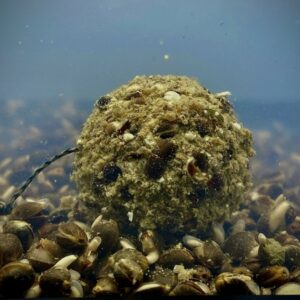 LK Baits Nutrigo Balanc Particle Hemp Kelp 200ml/24 mm - obrazek 3