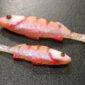 Westin Original Perch 12cm/19g Orange Perch - obrazek 3