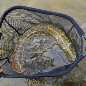 Spro Podbierak HD Folding Net Tele - obrazek 3