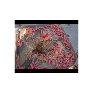 Korum Koszyczek Camo Grub Feeder 60g - obrazek 5