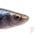 SG 4D Herring Shad 16cm 28g Roach/1szt. - obrazek 2