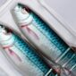 SG Cannibal Shad 17,5cm/52g Roach 2szt. - obrazek 2