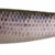 Fox Rage Guma Pro Shad 10cm SN Roach - obrazek 1