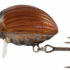 Salmo Wobler Lil’ Bug 3cm May Bug - obrazek 1