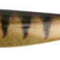 Fox Rage Guma Pro Shad 14cm 5.5 SN Perch - obrazek 1