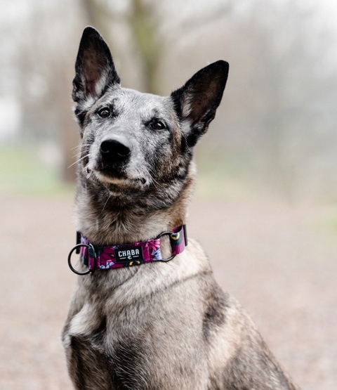 81d39d9a5db1677270f33740c9fca94f