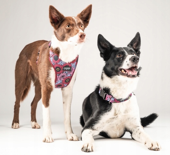 d250dec3fda4edb4cba7f1e0764562ef