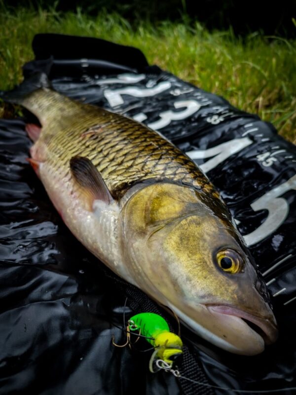 e3dc4a48f0d39cccb0dfe416ec010e66