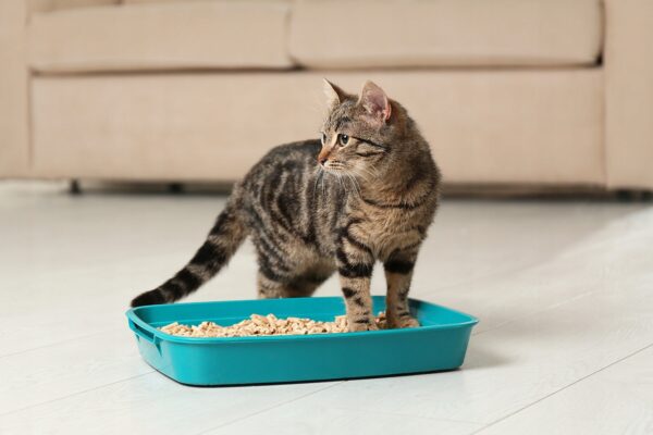 8585141389adf658563cef4ee76dbe18