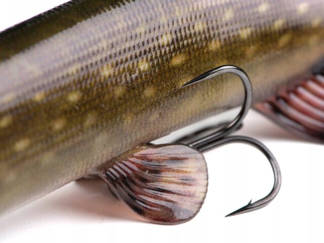 48509a20f92d10740e53896d6793986a