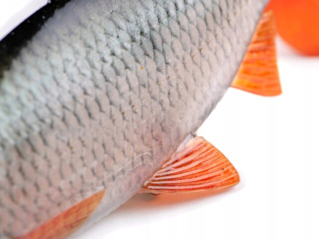 4df04c4be1fc234e8efa3a63085d1939