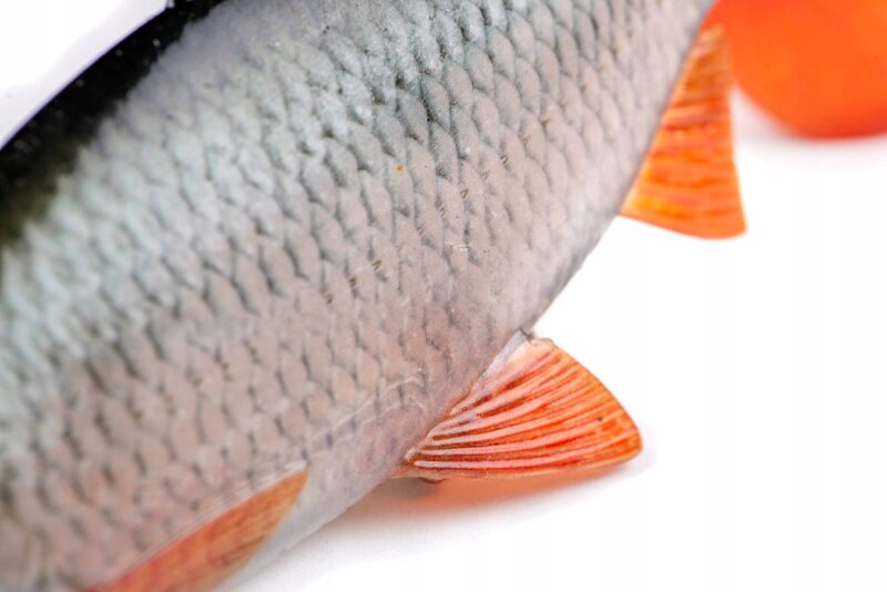 4df04c4be1fc234e8efa3a63085d1939